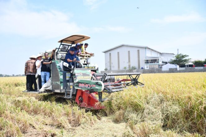 Moment Hari Tani Nasional Bupati Eman Panen Padi, Majalengka Surflus.